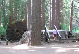 Calaveras Big Trees 2005 018