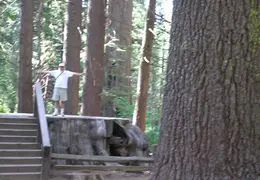Calaveras Big Trees 2005 021