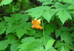 Calaveras Big Trees 2005 028