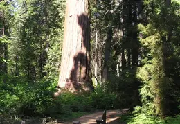 Calaveras Big Trees 2005 034