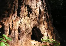 Calaveras Big Trees 2005 037