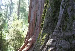 Calaveras Big Trees 2005 038