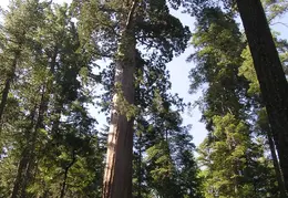 Calaveras Big Trees 2005 039