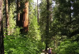 Calaveras Big Trees 2005 043