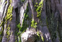 Calaveras Big Trees 2005 049