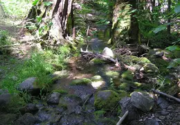 Calaveras Big Trees 2005