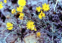Castle Crags Camping August 2002 04