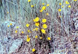 Castle Crags Camping August 2002 09