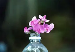 Castle Crags Camping August 2002 11