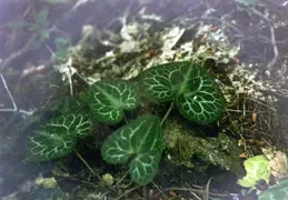 Castle Crags Camping August 2002 12