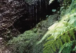 Fern Canyon 1981 010
