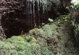 Fern Canyon 1981 011