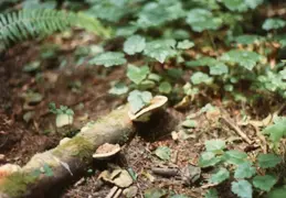 Fern Canyon 1981 013