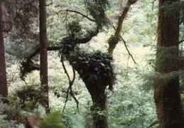 Fern Canyon 1981 015