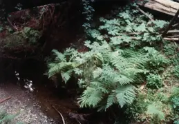 Fern Canyon 1981 016