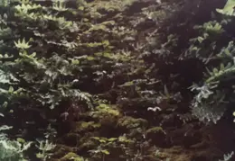 Fern Canyon 1981 023