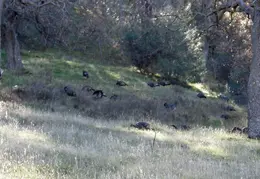 Mt Diablo Back Creek Jan 2009 21