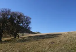 Mt Diablo Back Creek Jan 2009 33