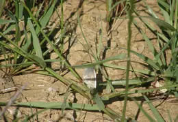 Mt Diablo Donner Canyon April 2008 002