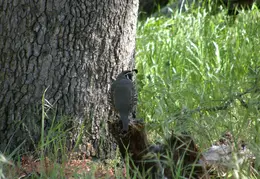 Mt Diablo Donner Canyon April 2008 004