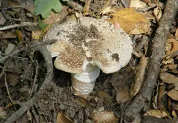 Mt Diablo Donner Canyon April 2008 006