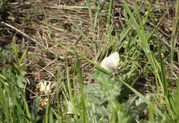 Mt Diablo Donner Canyon April 2008 008