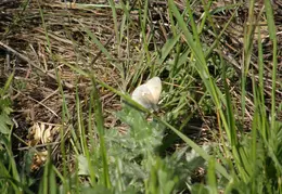 Mt Diablo Donner Canyon April 2008 009