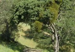 Mt Diablo Donner Canyon April 2008 010