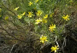 Mt Diablo Donner Canyon April 2008 016