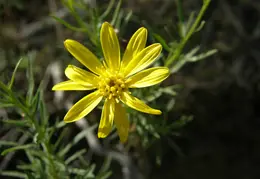 Mt Diablo Donner Canyon April 2008 017