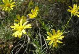 Mt Diablo Donner Canyon April 2008 018