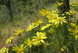Mt Diablo Donner Canyon April 2008 020