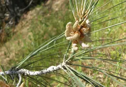 Mt Diablo Donner Canyon April 2008 024