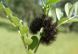 Mt Diablo Donner Canyon April 2008 028