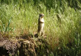 Mt Diablo Donner Canyon April 2008 029