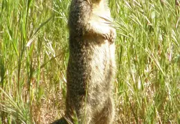 Mt Diablo Donner Canyon April 2008 031