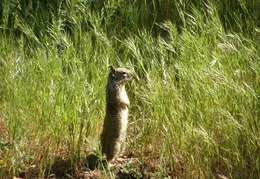 Mt Diablo Donner Canyon April 2008 033