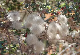 Mt Diablo Eagle Peak 2010 0001