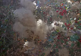 Mt Diablo Eagle Peak 2010 0003