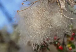 Mt Diablo Eagle Peak 2010 0006