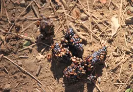 Mt Diablo Eagle Peak 2010 0010