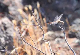 Mt Diablo Eagle Peak 2010 0032