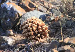 Mt Diablo Eagle Peak 2010 0041