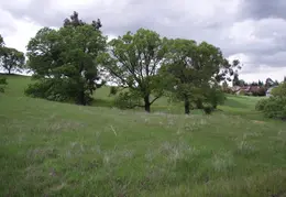 Mt Diablo Flowers 2006 005