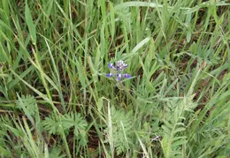 Mt Diablo Flowers 2006 006