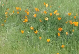 Mt Diablo Flowers 2006 009