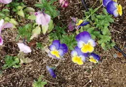 Mt Diablo Flowers 2006 014