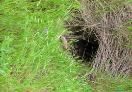 Mt Diablo Flowers 2006 020