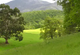 Mt Diablo Flowers 2006 023