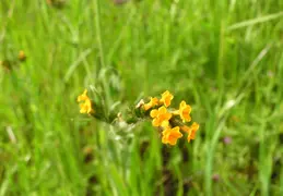 Mt Diablo Flowers 2006 027